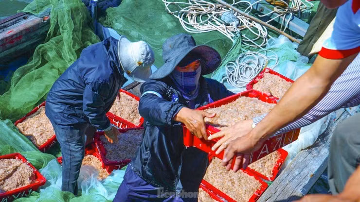 Ruốc sau khi được đánh bắt mang vào bờ cũng được thương lái thu mua nhanh chóng.