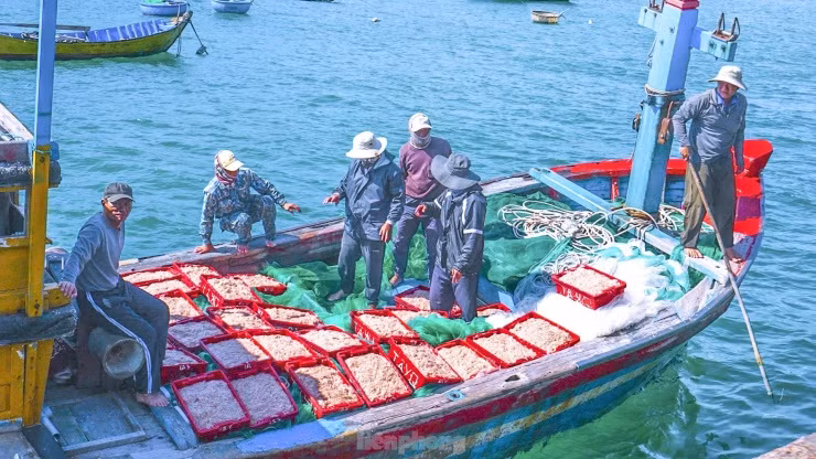 Sau vài giờ ra khơi, những chiếc tàu chở theo những sọt ruốc biển đỏ au, tươi rói cùng niềm vui được ‘lộc biển’.