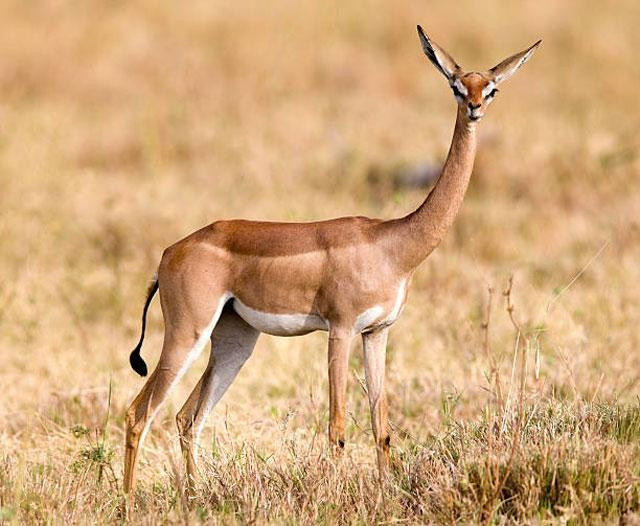 8. Linh dương Gerenuk. Linh dương Gerenuk còn được gọi là linh dương Waller, là một loài linh dương cổ dài được tìm thấy ở Đông Phi. Chúng là thành viên duy nhất của chi Litocranius được nhà tự nhiên học Victor Brooke mô tả lần đầu tiên vào năm 1879.