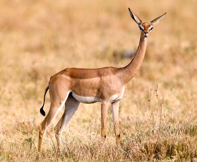 8. Linh dương Gerenuk. Linh dương Gerenuk còn được gọi là linh dương Waller, là một loài linh dương cổ dài được tìm thấy ở Đông Phi. Chúng là thành viên duy nhất của chi Litocranius được nhà tự nhiên học Victor Brooke mô tả lần đầu tiên vào năm 1879.