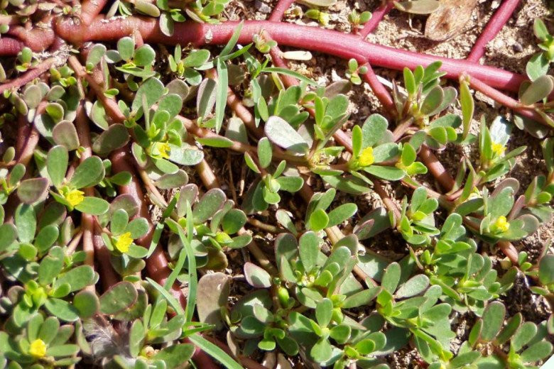 Thuong an 3 loai “rau truong tho” nay tot hon uong thuoc bo-Hinh-7