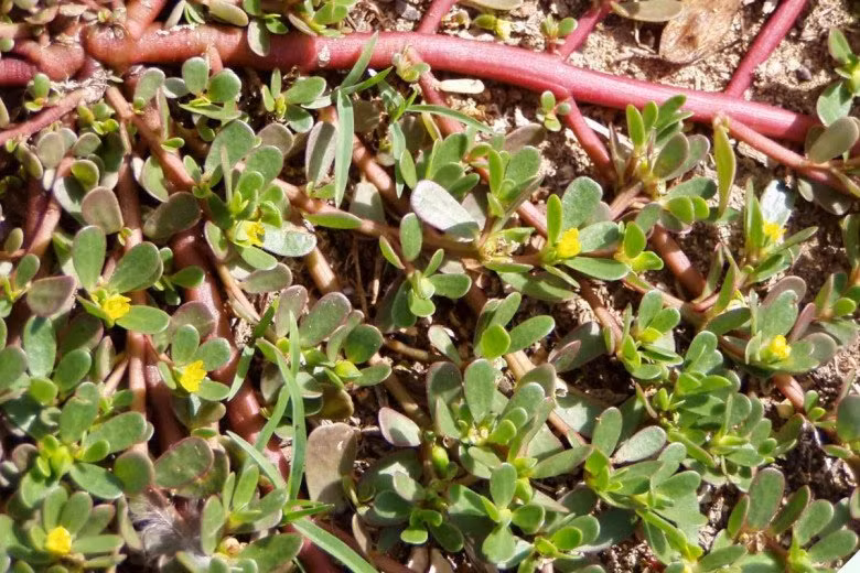 Thuong an 3 loai “rau truong tho” nay tot hon uong thuoc bo-Hinh-7