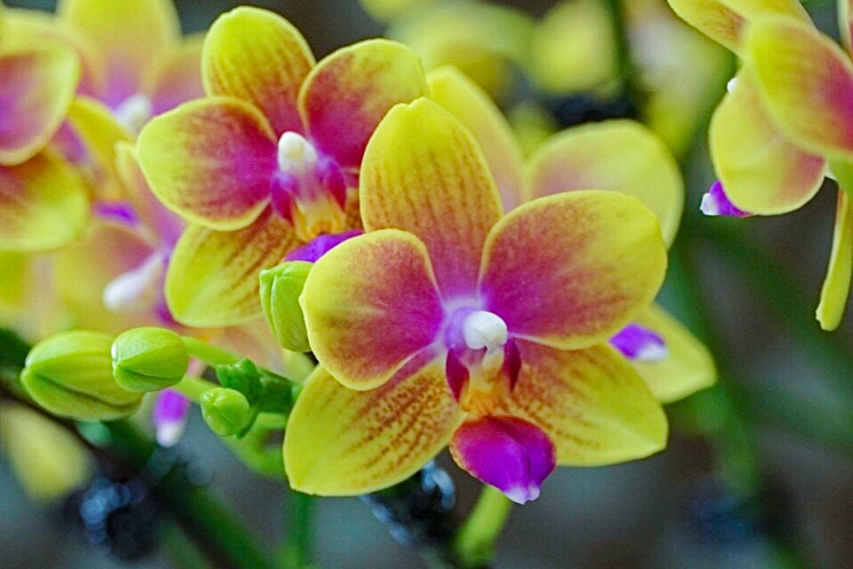 Đối với anh Mai, dịp Tết Nguyên đán là khoảng thời gian quý báu và đầy cơ hội để rèn luyện tay nghề, tiếp thu nhiều kinh nghiệm về lĩnh vực lan hồ điệp: “Tôi chủ yếu chỉ được ghép hoa lan nhiều vào dịp Tết, còn ngày thường do khách ít chơi nên tôi chỉ ghép các loại hoa khác”.