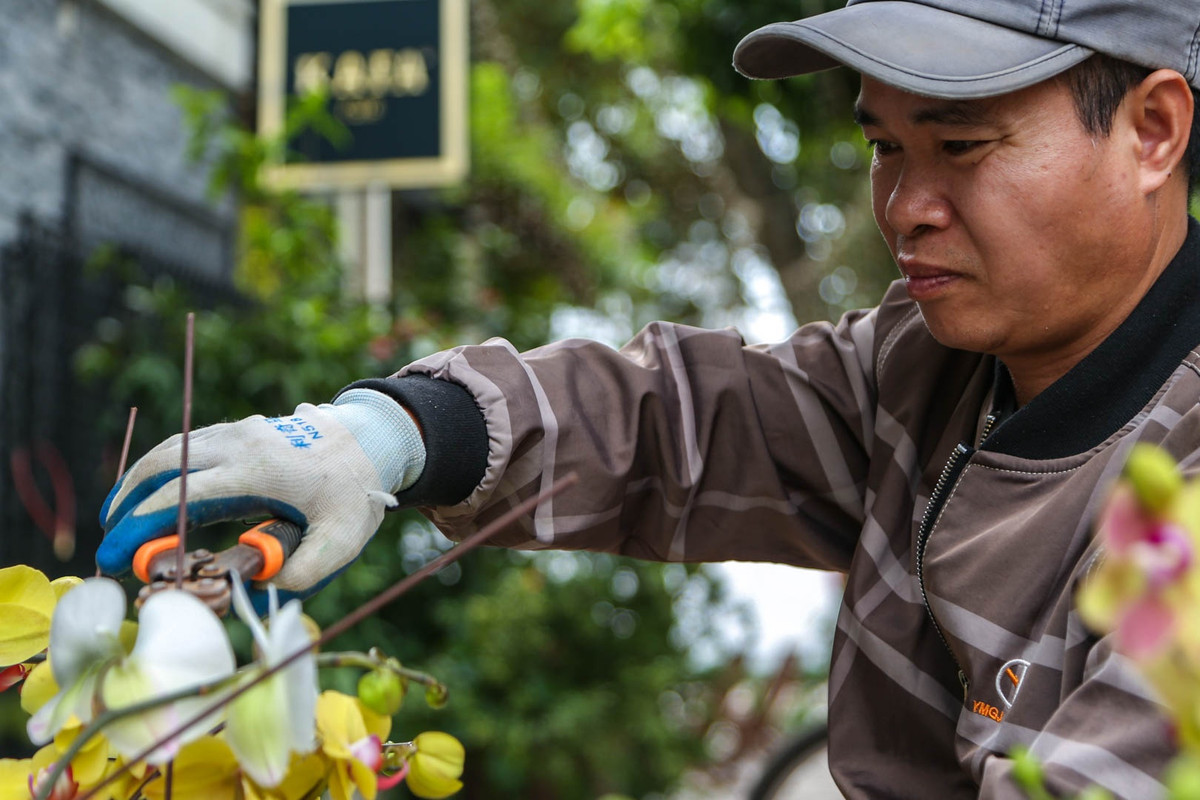 Lan hồ điệp là loài hoa rất dễ bị gãy nên khi cắm cũng đòi hỏi sự khéo léo. Anh Mai cho biết: "Một bầu lan chỉ cần bị gãy một bông hoa, nụ hoặc nhánh thôi thì cả bầu đấy xem như bị lỗi, không thể cung cấp cho khách hàng được nữa”.