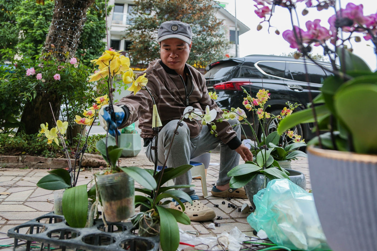 Một bầu lan đạt chuẩn để có thể sử dụng là bầu phải có nhiều hoa và nụ, lá phải xanh, mướt. Toàn bầu đều phải tươi, không xảy ra tình trạng bị dập, nát hoặc héo.