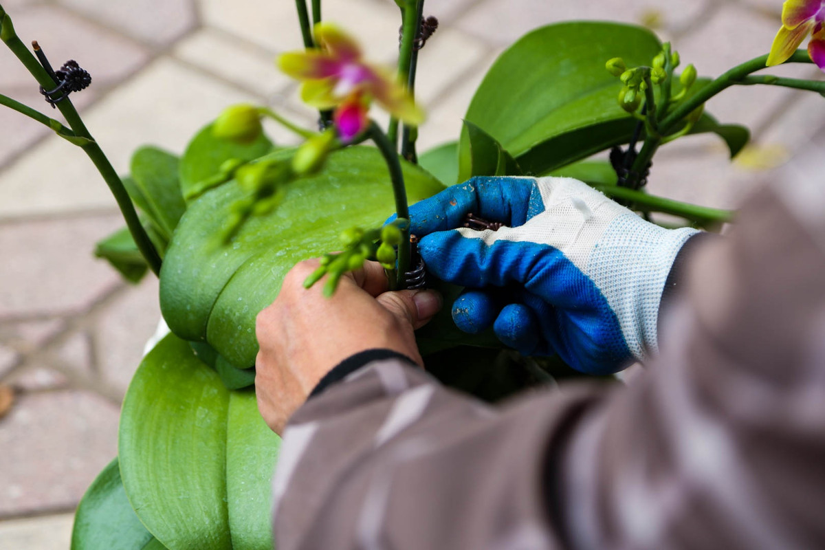 Để ghép được một chậu hoa đẹp, người thợ cắm hoa phải biết cách uốn nắn, sắp xếp và điều chỉnh theo bố cục hợp lý. "Điều này đòi hỏi người thợ cắm hoa phải có kinh nghiệm và mắt thẩm mỹ", anh Mai chia sẻ.