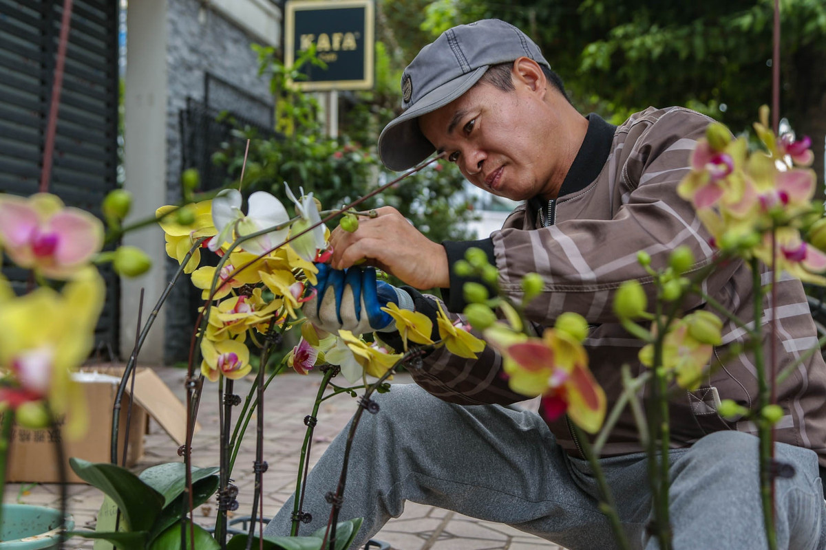 Là người có kinh nghiệm 6 năm trong lĩnh vực ghép lan hồ điệp, anh Nguyễn Đức Mai (quê Bắc Ninh) cho biết: "Chỉ tính riêng trong hai tháng 11 và 12 âm lịch, tôi Mai đã ghép được khoảng 3.000 bầu hoa lan hồ điệp, có những ngày tôi phải ngồi làm đến 20 tiếng mới kịp hoàn thiện đơn hàng". Với mức tiền công trung bình 15.000-30.000 đồng/bầu, anh bỏ túi gần 60 triệu đồng tiền công.