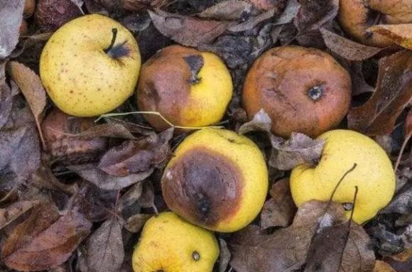 Gap 5 thu nay tren duong dung nhat, keo phien to-Hinh-9