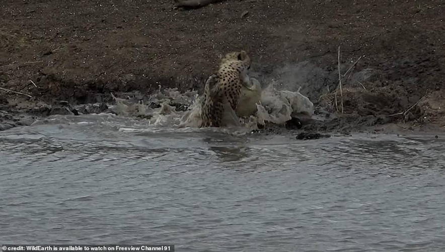 Con báo con cố gắng chống lại sức mạnh của con cá sấu khổng lồ nhưng rõ ràng là những giây phút cuối cùng của nó đã đến.