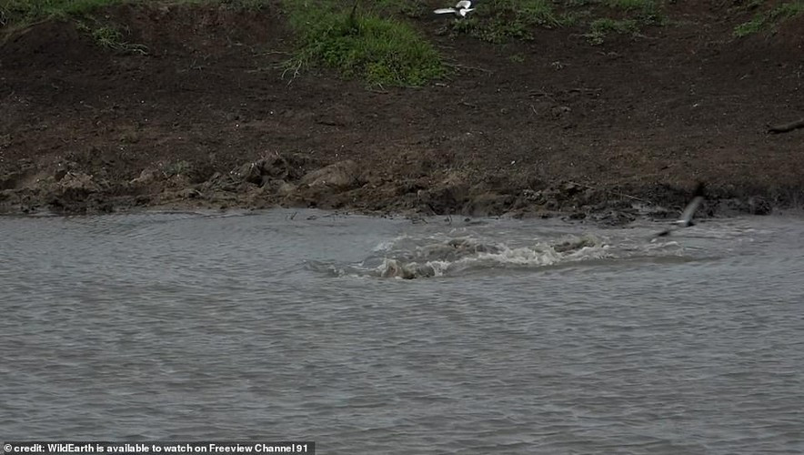 Đáng thương, người ta có thể nghe thấy tiếng mẹ và anh chị em của con báo đang kêu gào trong tuyệt vọng về thành viên đã mất.