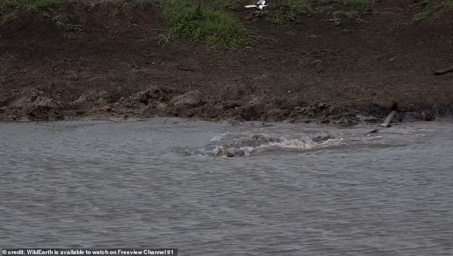 Đáng thương, người ta có thể nghe thấy tiếng mẹ và anh chị em của con báo đang kêu gào trong tuyệt vọng về thành viên đã mất.
