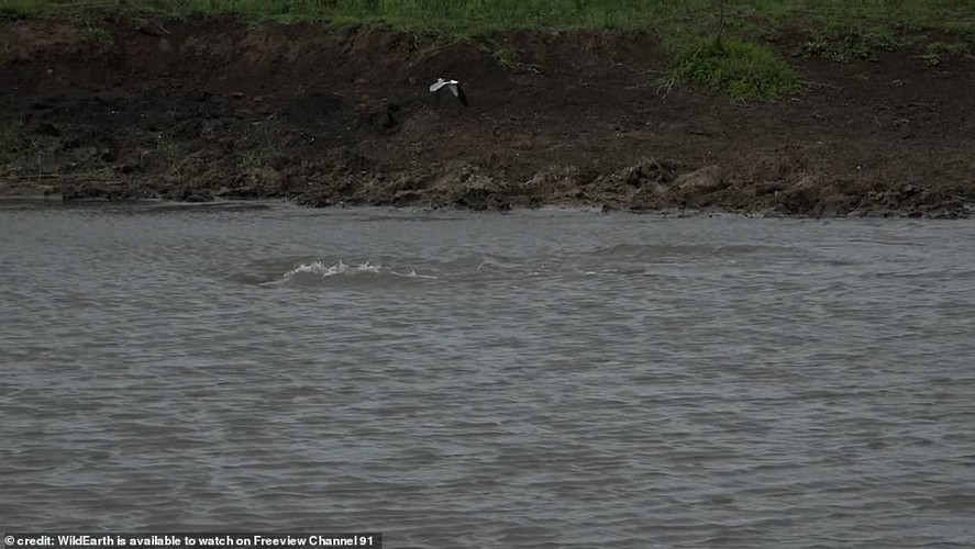 Đoạn phim đáng kinh ngạc, được quay tại khu bảo tồn thiên nhiên Beyond Phinda ở Nam Phi.