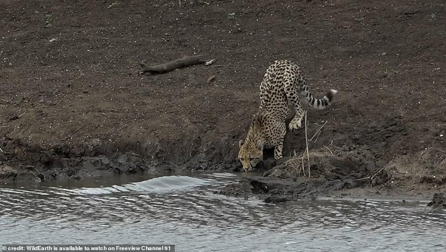 Con báo không phải là đối thủ của cá sấu khổng lồ và rõ ràng nó không đủ cảnh giác khi uống nước.