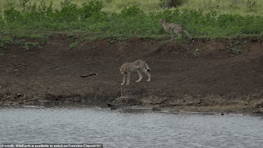 Hình ảnh được ghi lại ở Nam Phi cho thấy động vật có vú không phải là đối thủ của loài bò sát lớn.