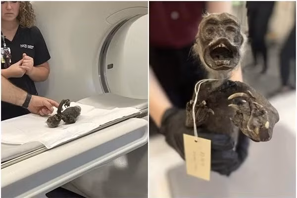 Xác ướp "nàng tiên cá" lộ ngoại hình đáng sợ sau hơn trăm năm ảnh 1