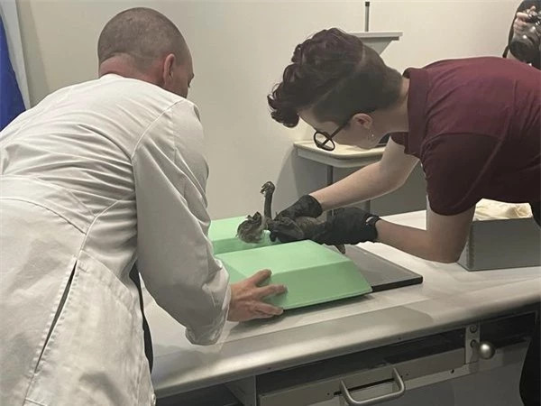 Xác ướp "nàng tiên cá" lộ ngoại hình đáng sợ sau hơn trăm năm ảnh 3