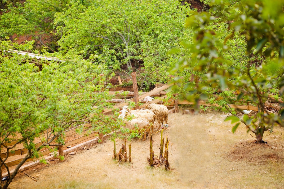 Thich thu kham pha pho di bo cho dem Moc Chau-Hinh-5