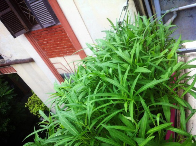 Cach trong rau muong bang canh lon nhanh nhu thoi-Hinh-5