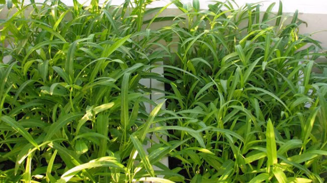 Cach trong rau muong bang canh lon nhanh nhu thoi-Hinh-4