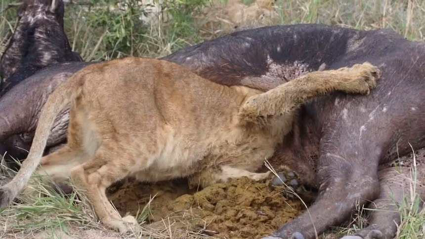 Video: Tham an tuc uong, vua su tu ket dau trong bung trau rung