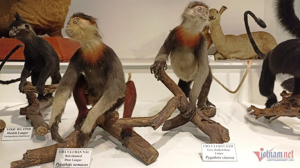 Noi luu giu bo xuong nguoi tien su hon 7.500 nam-Hinh-3