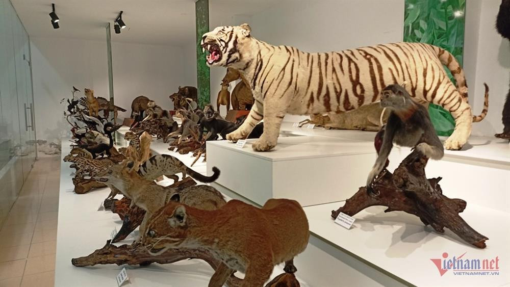 Noi luu giu bo xuong nguoi tien su hon 7.500 nam-Hinh-2