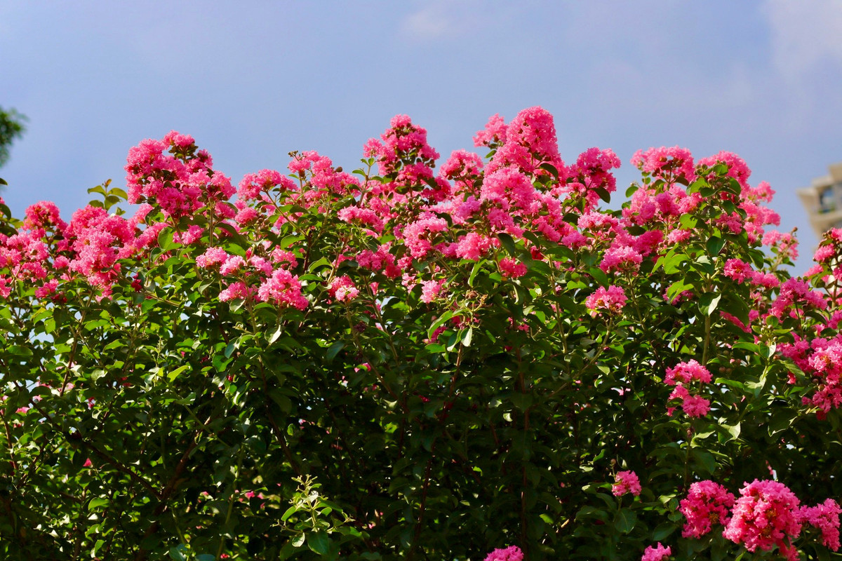 Những bông hoa tường vi cánh mỏng nổi bật trên cung đường với vẻ đẹp mộc mạc. Từng chùm hoa rung rinh khoe sắc hồng giữa nắng hè.