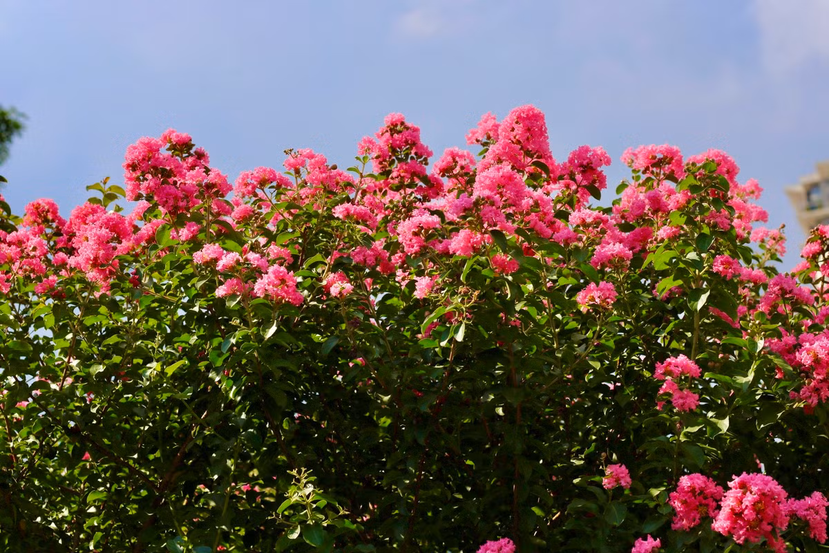 Những bông hoa tường vi cánh mỏng nổi bật trên cung đường với vẻ đẹp mộc mạc. Từng chùm hoa rung rinh khoe sắc hồng giữa nắng hè.