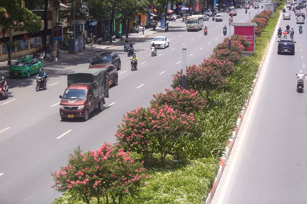 Hoa tường vi nở rộ trên dải phân cách đường Trần Duy Hưng (Hà Nội).