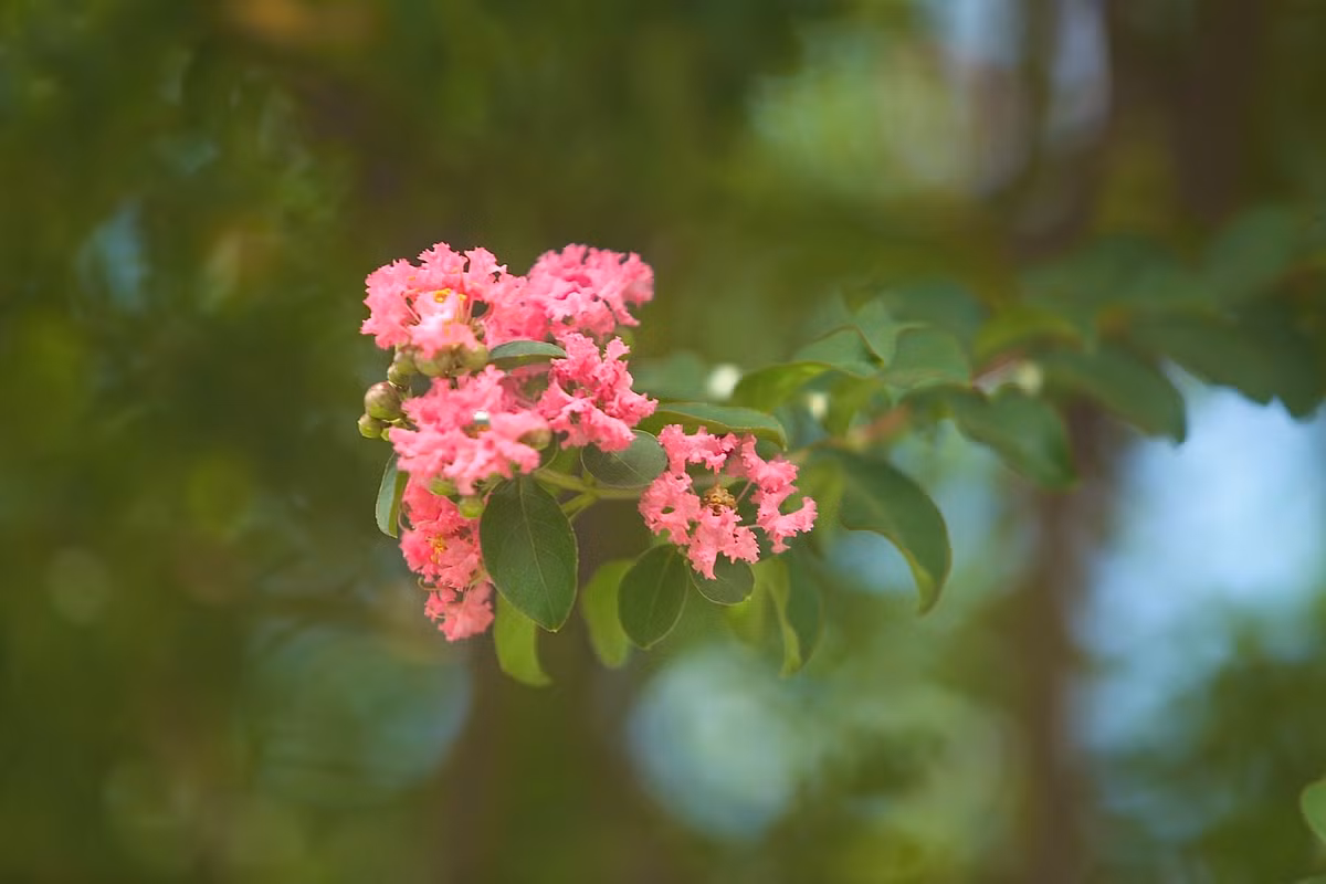 Hoa tường vi tuy không sở hữu vẻ đẹp kiêu sa, đằm thắm như hoa hồng nhưng vẫn đầy quyến rũ.