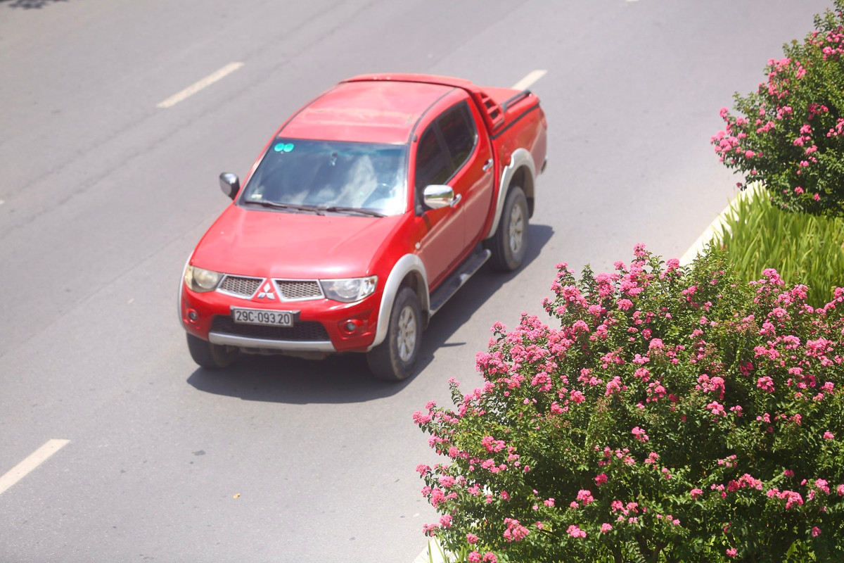 Hoa tường vi nở kéo dài 2-3 tháng.