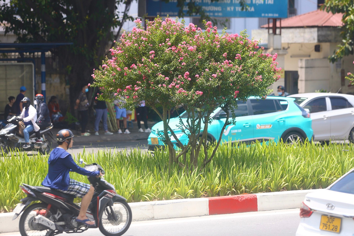 Tường vi được trồng nhiều ở Trung Quốc, Nhật Bản, Ấn Độ. Ở Việt Nam, cây được trồng nhiều ở Hà Nội và Đà Lạt.