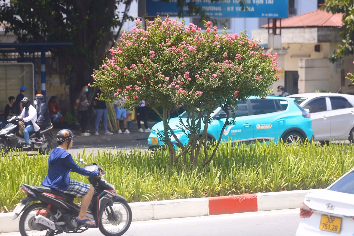 Tường vi được trồng nhiều ở Trung Quốc, Nhật Bản, Ấn Độ. Ở Việt Nam, cây được trồng nhiều ở Hà Nội và Đà Lạt.