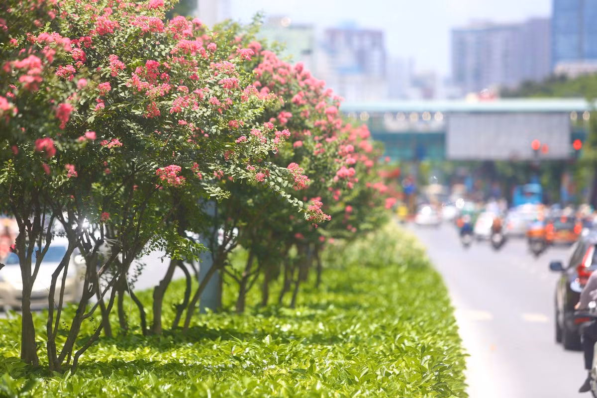 Tường vi nở hoa khiến con đường trở nên rực rỡ, lãng mạn trong tháng 7 này.