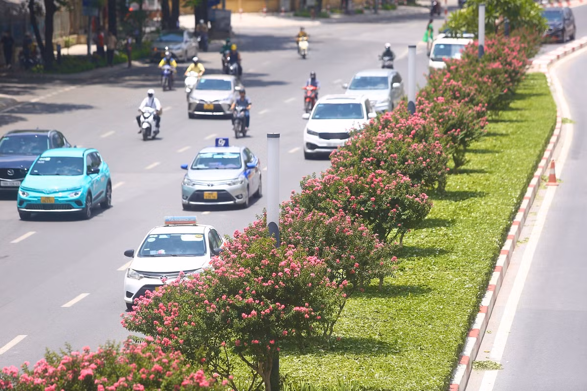 Hàng tường vi dài khoảng 3km.