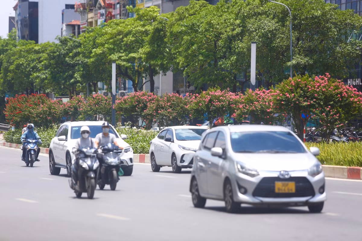 Con đường hoa tường vi tạo thêm vẻ đẹp cho cảnh quan đô thị của Thủ đô