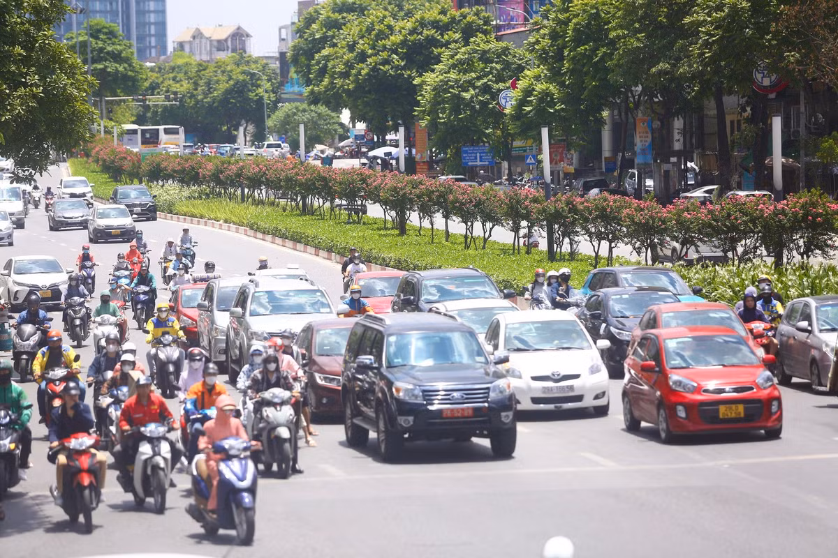 Hàng cây tường vi cánh mỏng đang nở hoa rực rỡ, kéo dài cả cây số trên tuyến đường Trần Duy Hưng - Nguyễn Chí Thanh (Hà Nội).