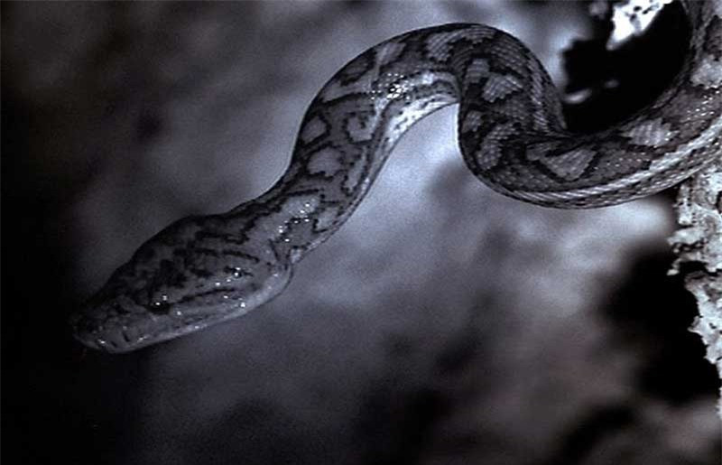 Video: Trăn treo mình trên vách đá bắt dơi Video: Tran treo minh tren vach da bat doi