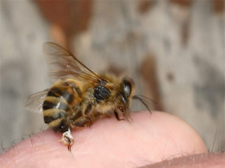 Những động vật đem lại sức khỏe cho con người ảnh 2