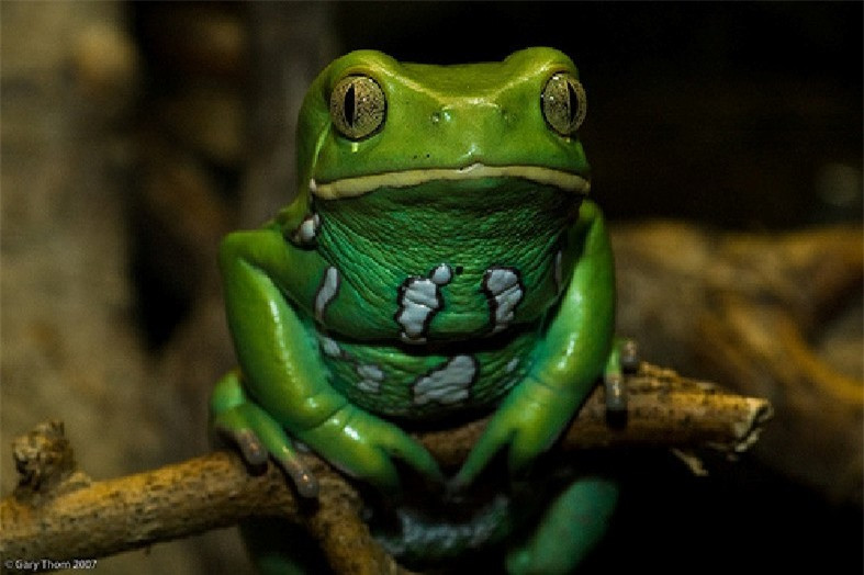 Những động vật đem lại sức khỏe cho con người ảnh 4