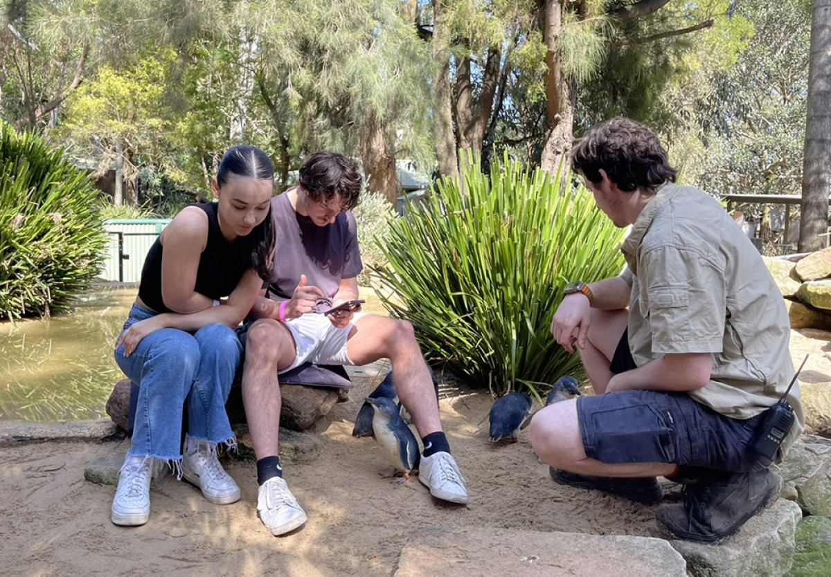 Du khách đang tìm thông tin về những con chim cánh cụt dưới chân mình. Những con chim cánh cụt này sống tại Vườn thú Featherdale Wildlife Park ở Sydney, Australia.