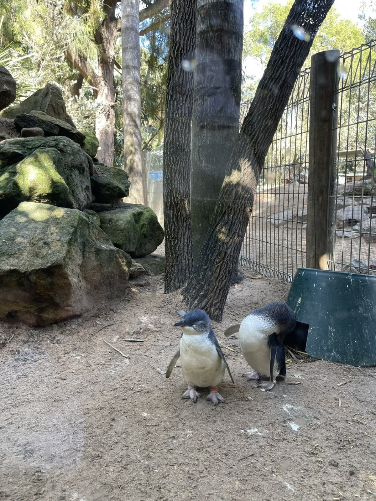 Chim cánh cụt thường kết đôi, đẻ hai quả trứng rồi ấp trứng trong vòng 33-37 ngày. Con non nở ra cần khoảng 55 -57 ngày để trưởng thành.