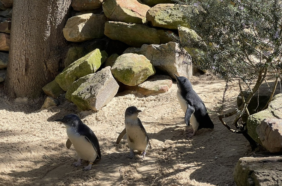 Chim cánh cụt nhỏ sống tập trung ở vùng bờ biển phía Nam của Australia và New Zealand. Thức ăn của chúng là những loài cá nhỏ như cá mòi, cá trắng. Đôi khi chúng cũng ăn cá mực hoặc loài giáp xác.