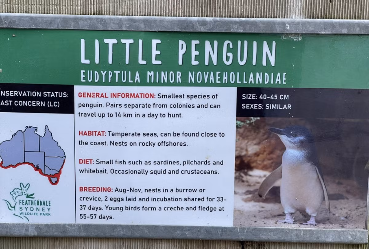 Bảng thông tin về chim cánh cụt nhỏ Vườn thú Featherdale Wildlife Park, Sydney. Trong tự nhiên, chúng sống và làm tổ ở những hang đá ven biển.