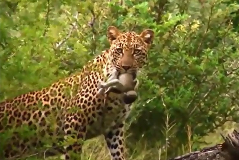 Video: Khi con chet tham truoc nanh vuot cua bao hoa mai