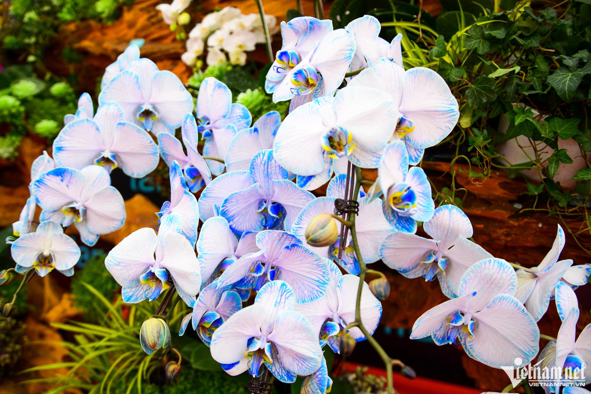 Các loại lan hồ điệp với màu đột biến cũng được bày bán tại đây, mỗi chậu có giá 125 triệu đồng.