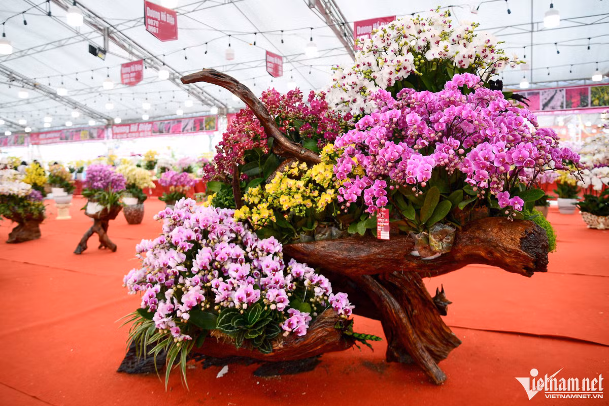 Người bán cho biết, mỗi cành tại đây có giá từ 250.000-300.000 đồng, còn bán theo chậu từ 5 triệu - gần 200 triệu đồng. Trong ảnh, chậu lan có niêm yết giá 100 triệu đồng, được bày tại vị trí nổi bật nhất gian hàng.