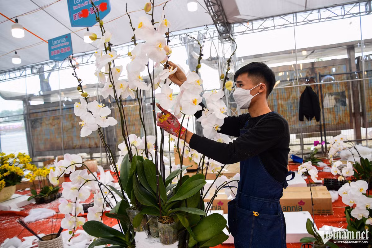 Những ngày này các thợ cắm hoa làm việc liên tục 24/7. Chủ các gian bán lan phải thuê 10-12 thợ phụ giúp các công việc như cắm, tưới và vận chuyển.