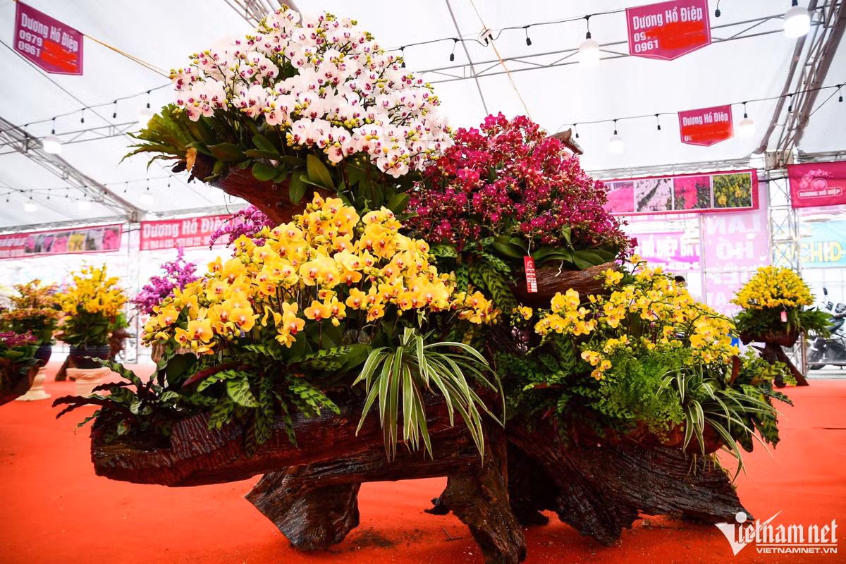 Chậu lan hồ điệp với thế "lục giác trời" mang ý nghĩa về cuộc sống no đủ, một sự khởi đầu mới tốt đẹp có giá 168 triệu đồng. "Các cành lan đều được thực hiện một cách kỳ công, tỉ mỉ, đòi hỏi người thợ phải có chuyên môn để ra được thế cây đẹp và có ý nghĩa", anh Trần Đức Cảnh (quản lý), khẳng định.