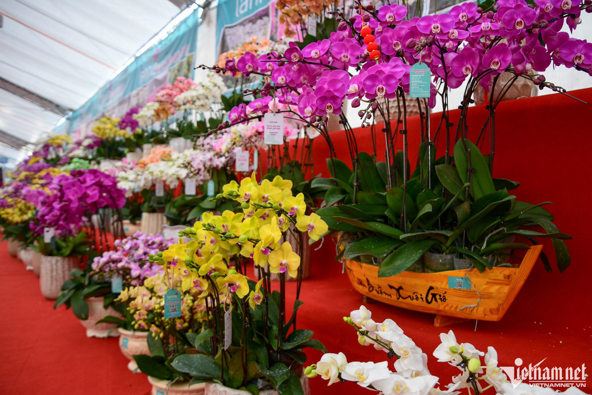 Hoa lan hồ điệp và địa lan thường có một số màu sắc chủ đạo như vàng, trắng, đỏ tím, khách có thể chọn hoặc đặt người bán làm theo ý thích của mình.